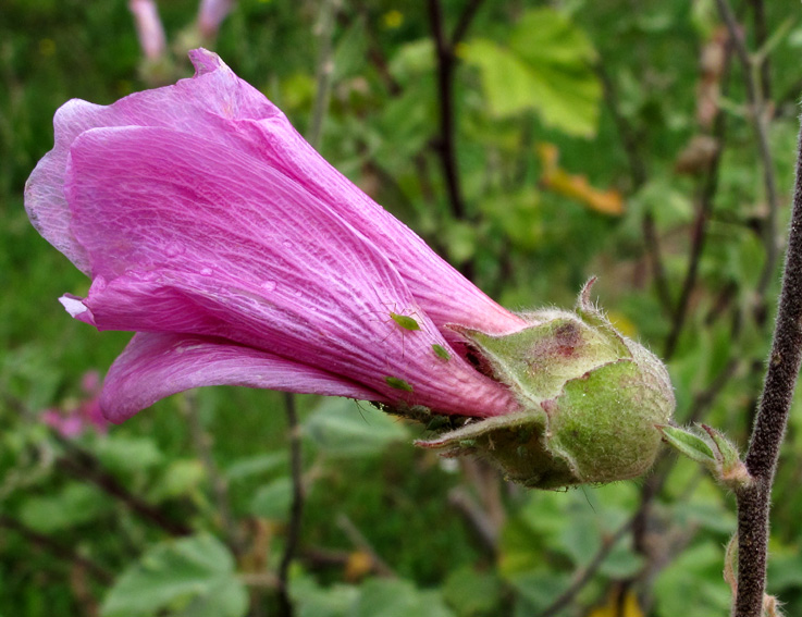 lavatera